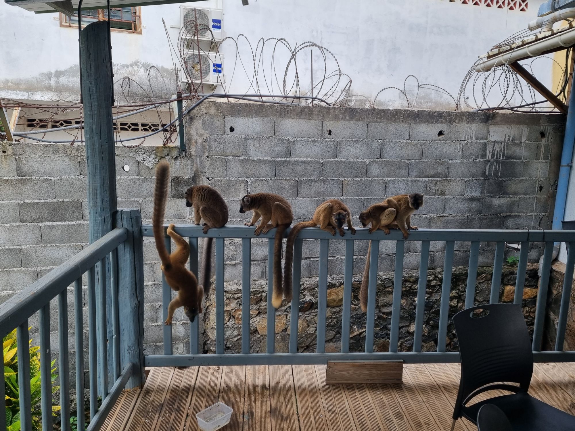 F… comme faune mahoraise