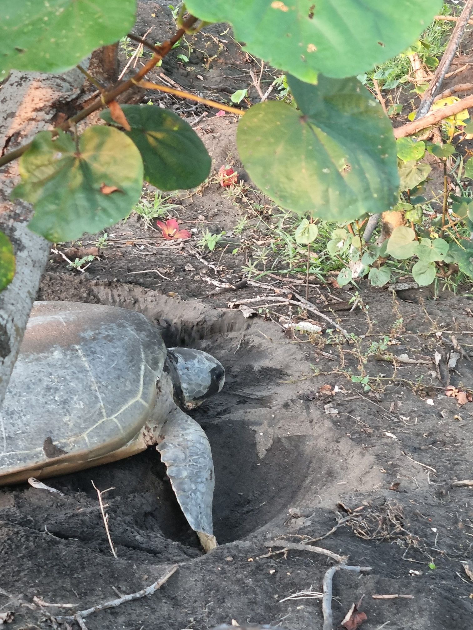 Magic Mayotte… enfin !